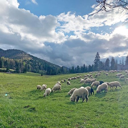 Tamok Lifestyle Villa Zakopane Eksteriør bilde
