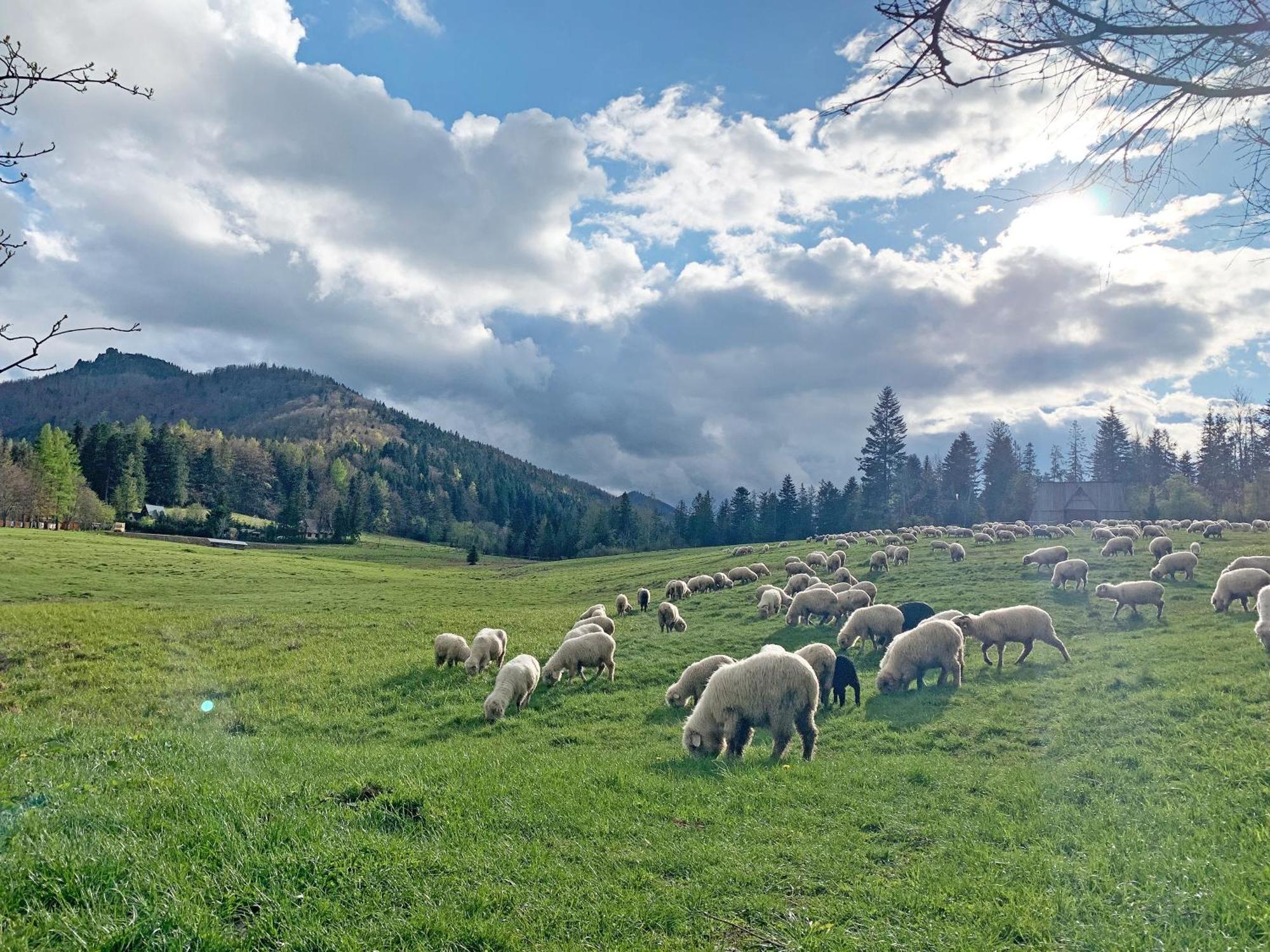 Tamok Lifestyle Villa Zakopane Eksteriør bilde